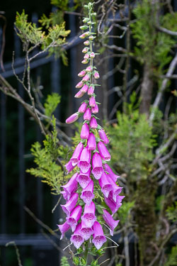 Holland and Czech Republic